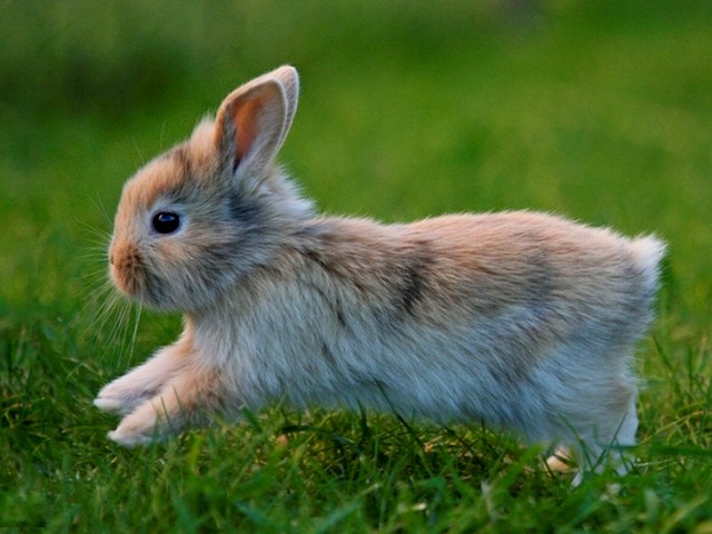 Статьи о кроликах в Похвистнево | ЗооТом портал о животных