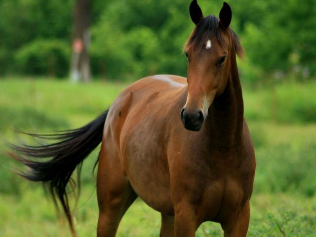 Содержание лошадей и уход за ними в Похвистнево | ЗооТом портал о животных