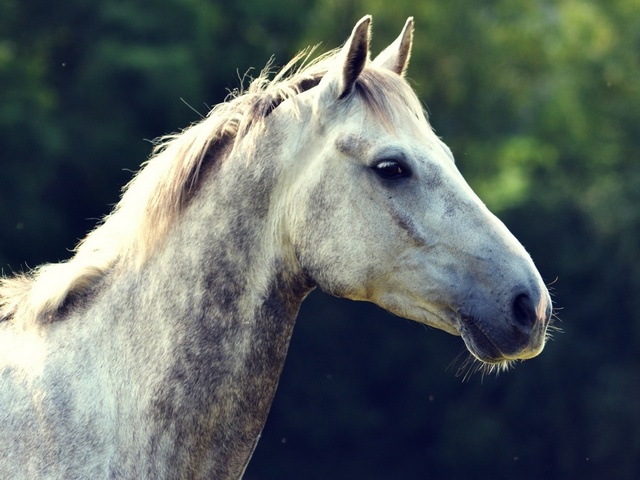 Уход за лошадьми в Похвистнево | ЗооТом портал о животных