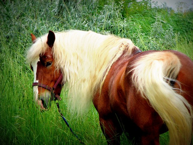 Породы лошадей в Похвистнево | ЗооТом портал о животных