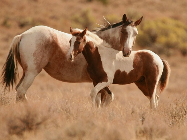 Интересные факты лошадях в Похвистнево | ЗооТом портал о животных