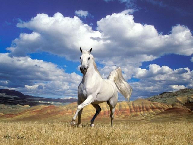 Статьи о лошадях в Похвистнево | ЗооТом портал о животных