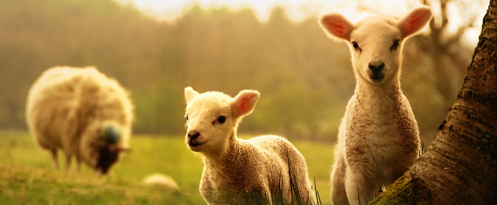 Объявления о сельскохозяйственных животных | ЗооТом - продажа, вязка и услуги для животных в Похвистнево
