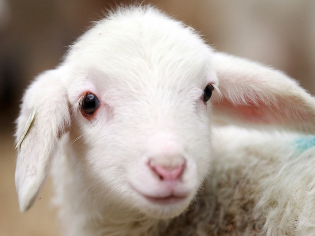 Овцы и бараны в Похвистнево | ЗооТом портал о животных