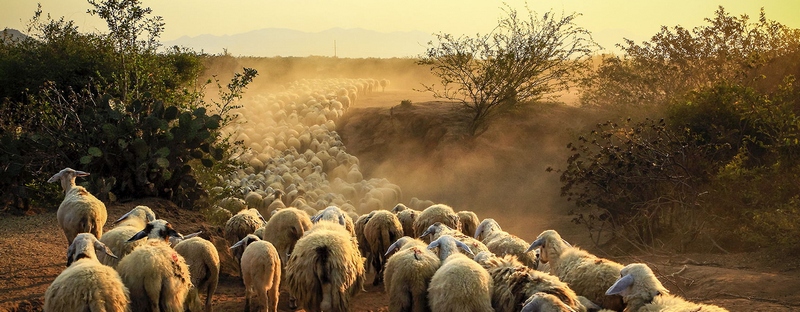 Все об овцах в Похвистнево | ЗооТом портал о животных