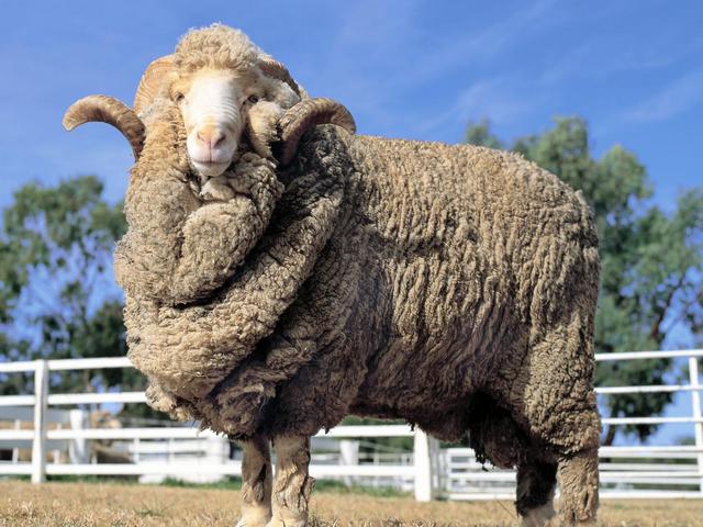 Породы овец в Похвистнево | ЗооТом портал о животных