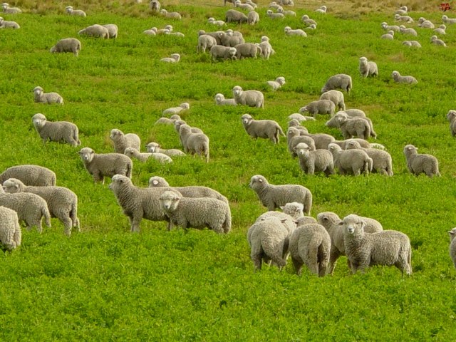 Содержание овец и уход за ними в Похвистнево | ЗооТом портал о животных