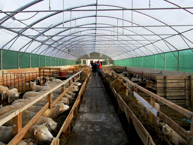 Содержание овец и уход за ними в Похвистнево | ЗооТом портал о животных