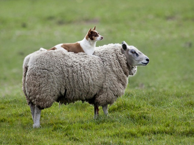 Все об овцах в Похвистнево | ЗооТом портал о животных