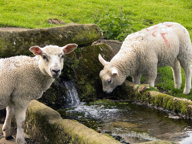 Статьи об овцах в Похвистнево | ЗооТом портал о животных