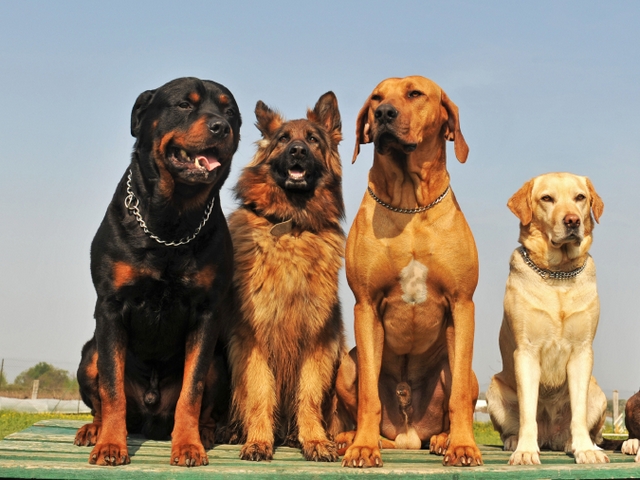 Крупные породы собак в Похвистнево | ЗооТом портал о животных