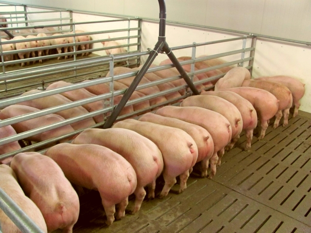 Содержание свиней и уход за ними в Похвистнево | ЗооТом портал о животных