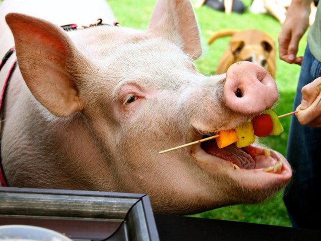 Статьи о свиньях в Похвистнево | ЗооТом портал о животных