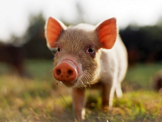 Все о свиньях в Похвистнево | ЗооТом портал о животных