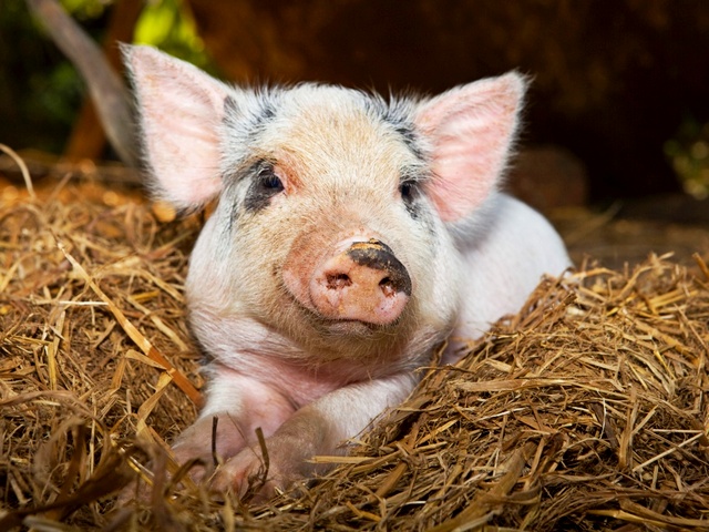 Все о свиньях в Похвистнево | ЗооТом портал о животных