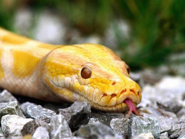 Породы змей в Похвистнево | ЗооТом портал о животных