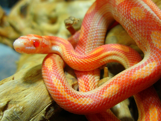 Содержание змей и уход за ними в Похвистнево | ЗооТом портал о животных