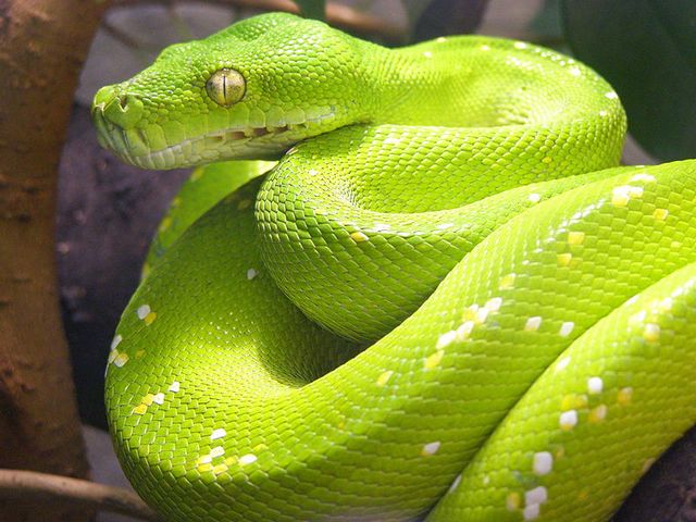 Содержание змей и уход за ними в Похвистнево | ЗооТом портал о животных