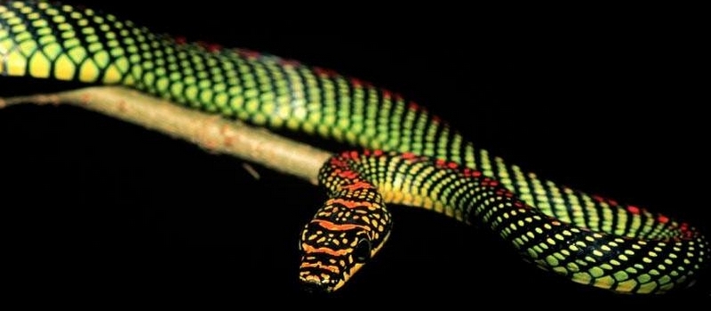 Все о змеях в Похвистнево | ЗооТом портал о животных